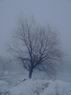 Foggy tree