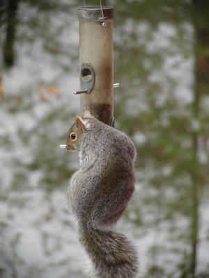 Excuse me, is my butt too big?