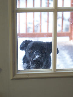 Let me in, pleeeease.......