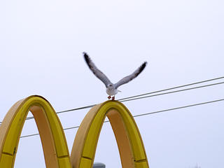 Coming in for a 2 point landing