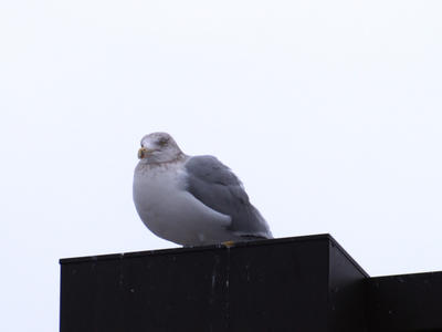 Surveying his territory