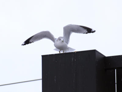 Gull one niner, you are cleared for takeoff