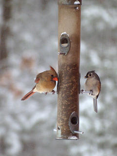The neighborhood gossips