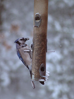 Bluejay