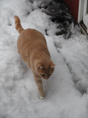 Aerosmith in the snow