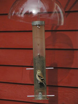 Finch at the feeder
