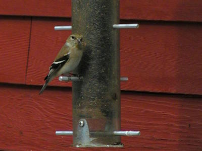 Finch at the feeder #2