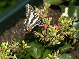 Citrus Swallowtail butterfly