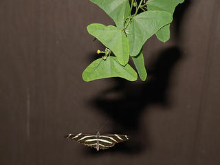 Coming in for a landing