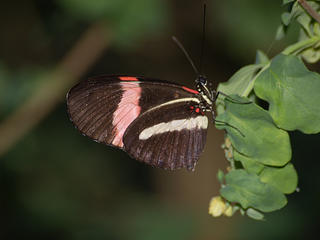 Small postman butterfly #2