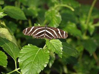 Zebra longwing butterfly
