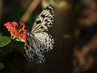 Rice paper butterfly #2