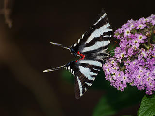 Giant swallowtail butterfly #3
