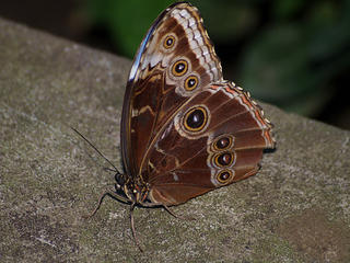 Blue morpho butterfly