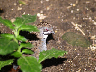 Quail in the butterfly place