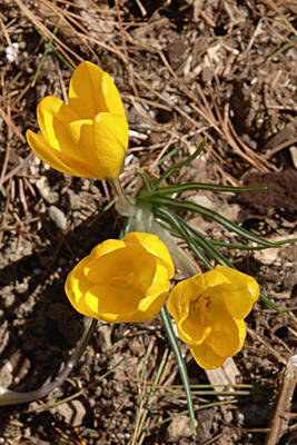 Crocuses