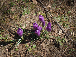 Crocuses #3
