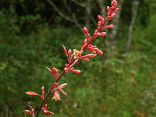 Flower buds in Austin