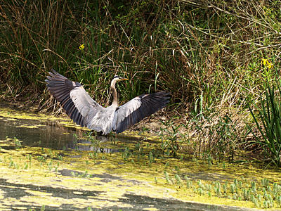 Don't you just love my wings?