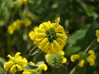 Yellow flower