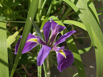 Purple lily