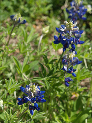 Blue Bonnet buds