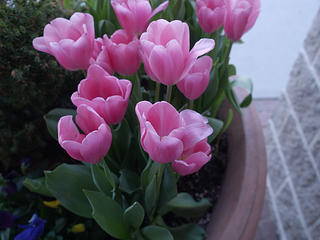 Tulips