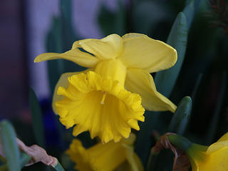 Daffodill