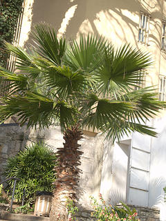 Palm tree