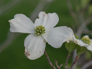 Dogwood