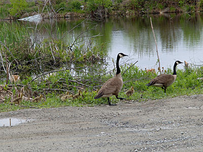 The goose family
