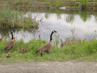 The goose family #2