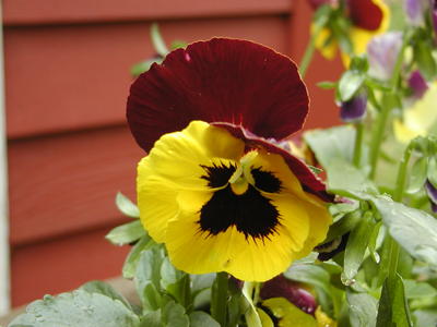 Pansy
