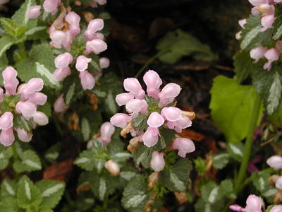Flowers at South Acton Congregational Church #2