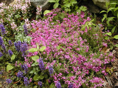 Flowers at South Acton Congregational Church #3