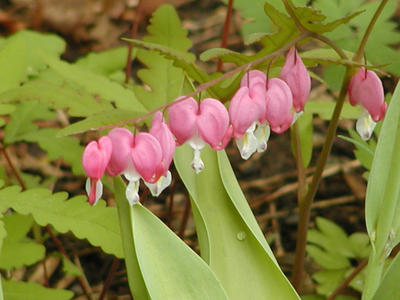 Flowers at South Acton Congregational Church #5