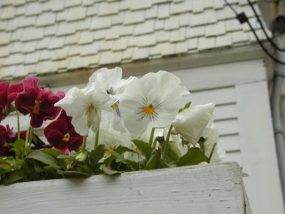 Flowers at South Acton Congregational Church #6