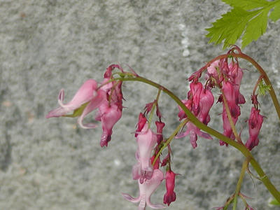 Flowers at South Acton Congregational Church #7
