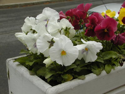 Flowers at South Acton Congregational Church #8