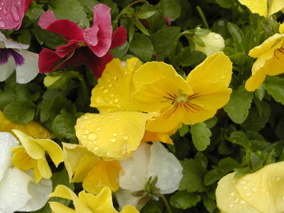 Flowers at South Acton Congregational Church #11