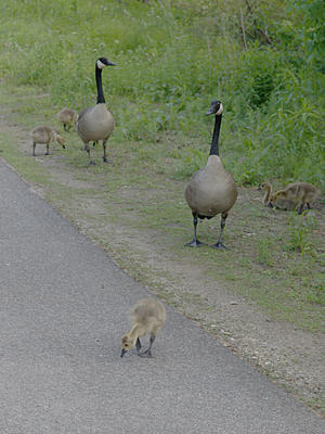 Geese families