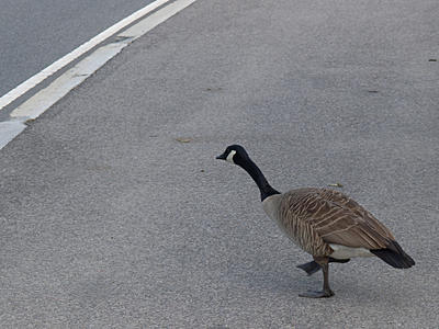 Why did the goose cross the road?