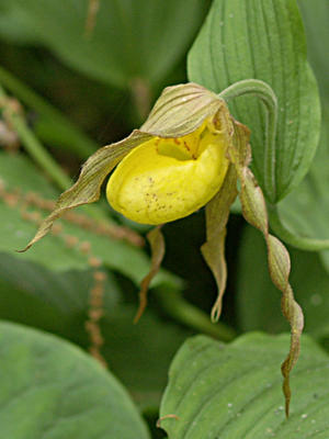 Yellow ladyslipper #2
