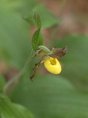 Yellow ladyslipper #3