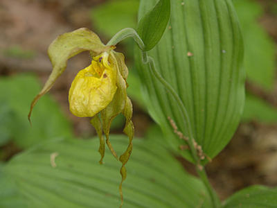 Yellow ladyslipper #5