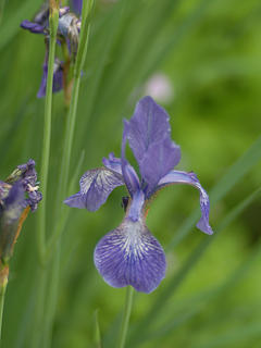 Purple iris