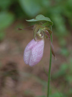 Pink ladyslipper