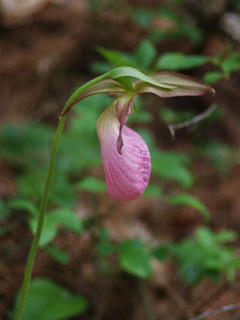 Pink ladyslipper #2