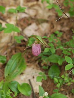 Pink ladyslipper #4