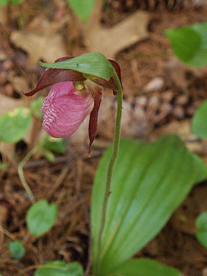 Pink ladyslipper #5